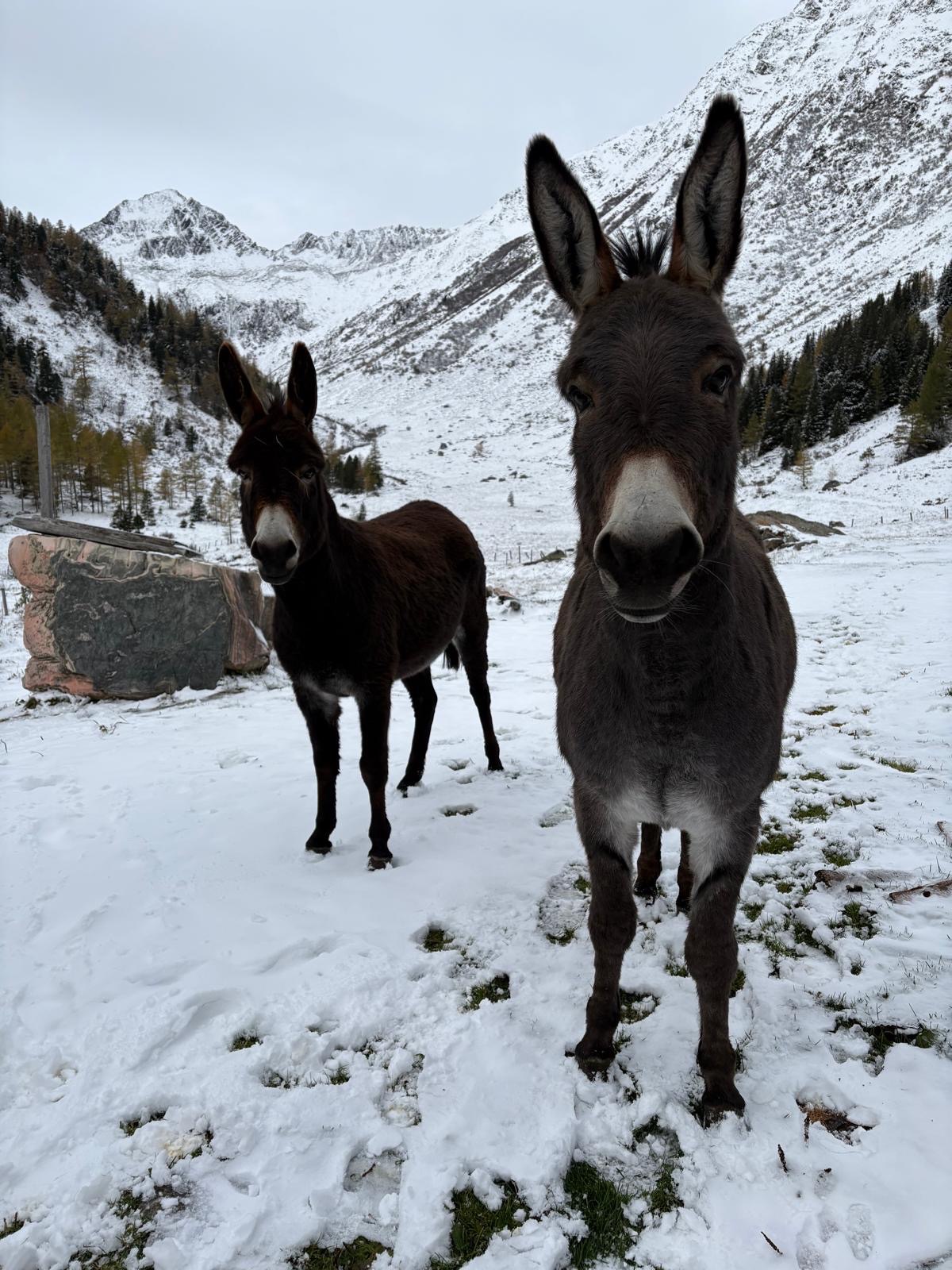 Tagesfoto der Hölzler Hütte